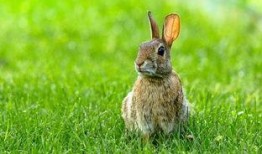 昆虫学者可妮兔爆料视频,昆虫学者带你探索奇妙昆虫奥秘